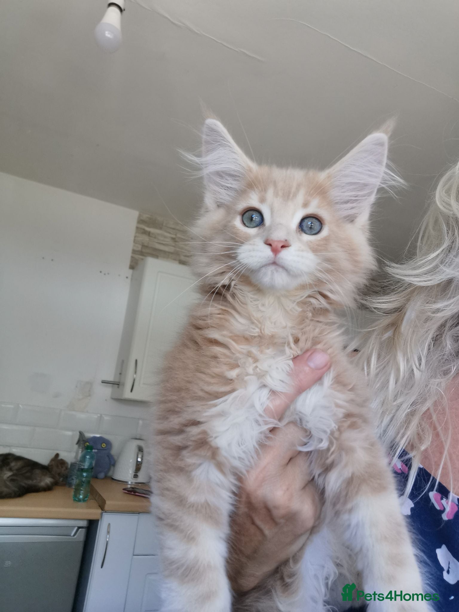 Maine Coon cats Maine coon kittens for sale - Advert 2