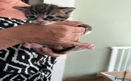 Mixed Breed cats for sale: One tabby boy left - Image 10