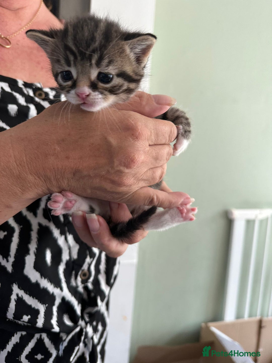 Mixed Breed cats for sale: One tabby boy left - Image 10
