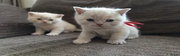 British Shorthair cats for sale: GCCF registered cream and lilac BSH - Advert 28