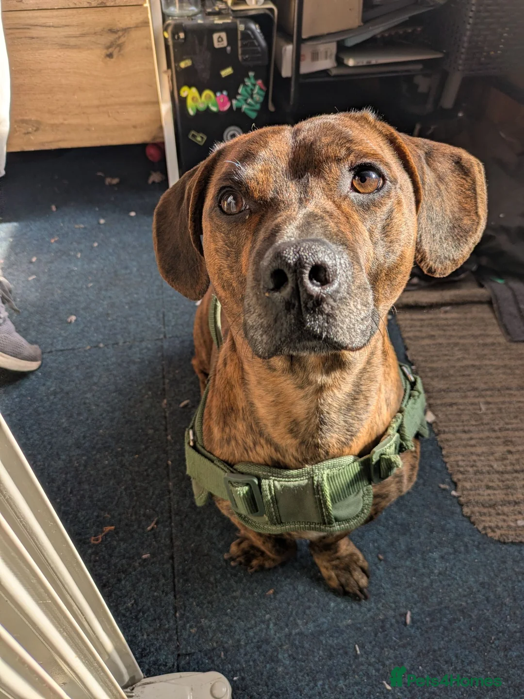 Mixed Breed dogs for sale: Needs a capable home - milo - Advert 1