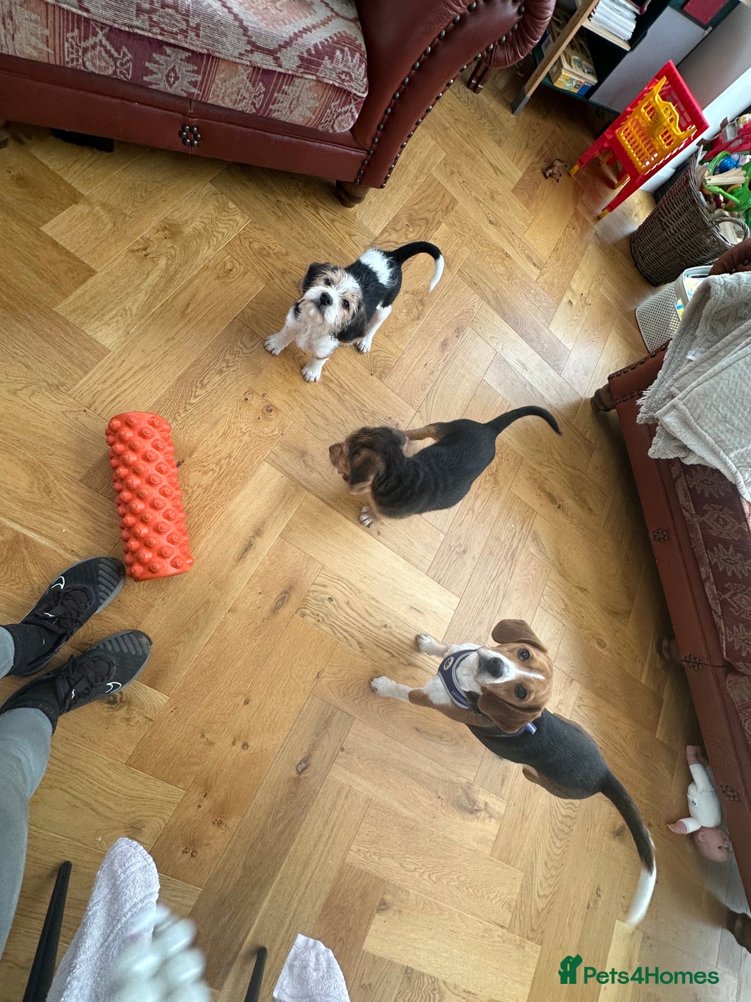 Mixed Breed dogs for sale: 🐾 Beautiful Cavapoo x Beagle Puppies 🐾 - Advert 14