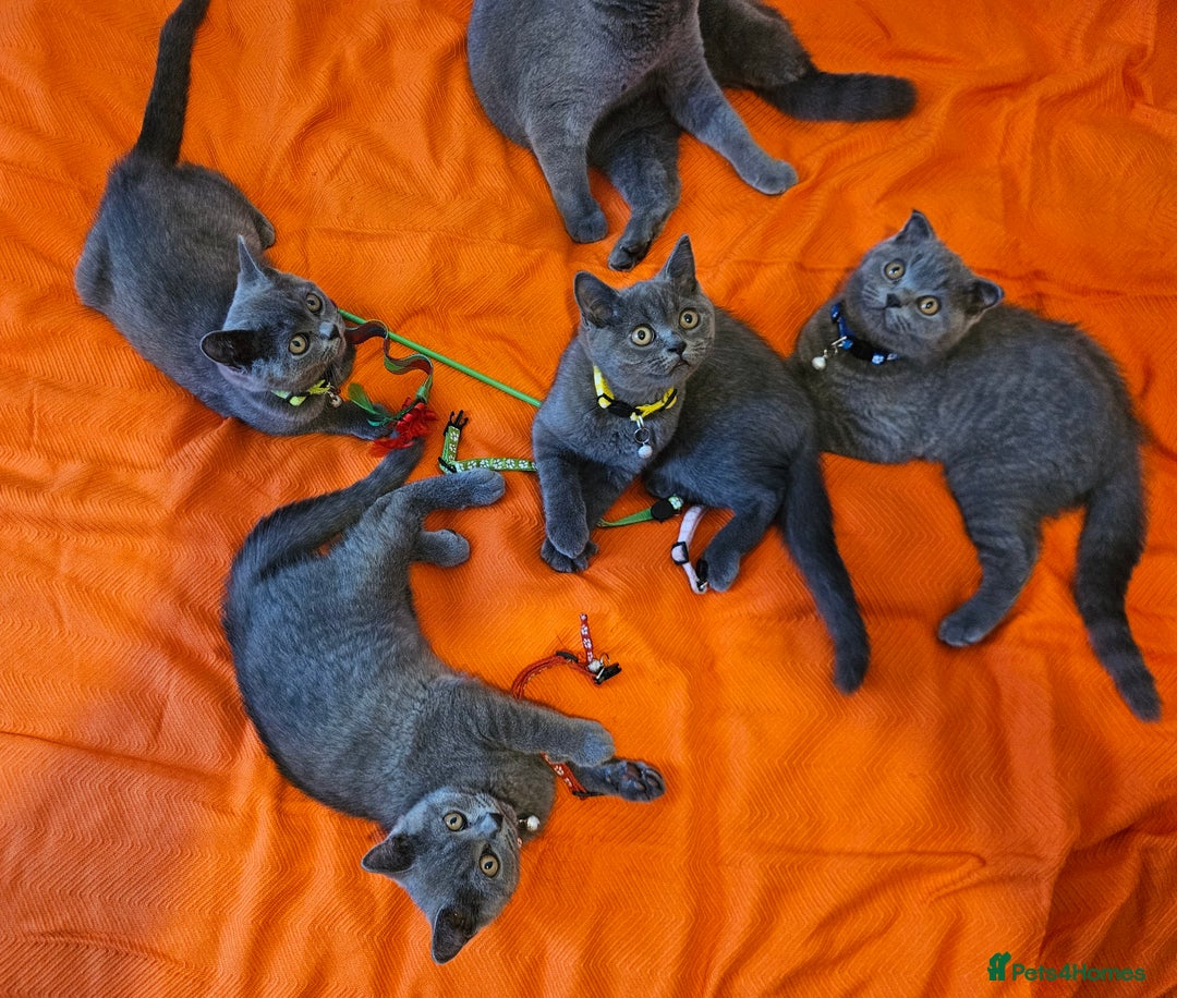 British Shorthair cats for sale: British Shorthair  - Image 15
