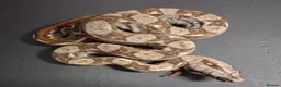 Boa Snake reptiles for sale: Baby Female Boa constrictors  - Advert 9