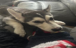 Siberian Husky dogs for sale: Husky pups 1 beautiful girl & 1 handsome boy left. - Image 10
