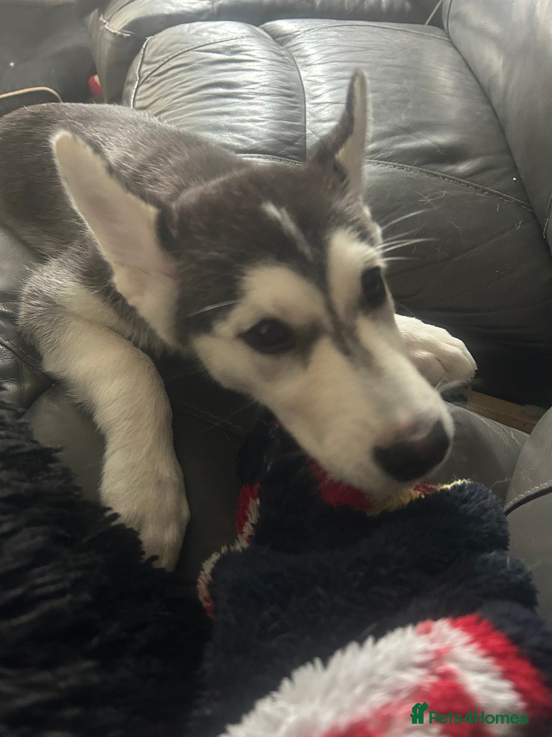 Siberian Husky dogs for sale: Husky pups 1 beautiful girl & 1 handsome boy left. - Image 10