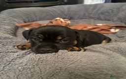 Mixed Breed dogs for sale: Beautiful puppies - Image 5