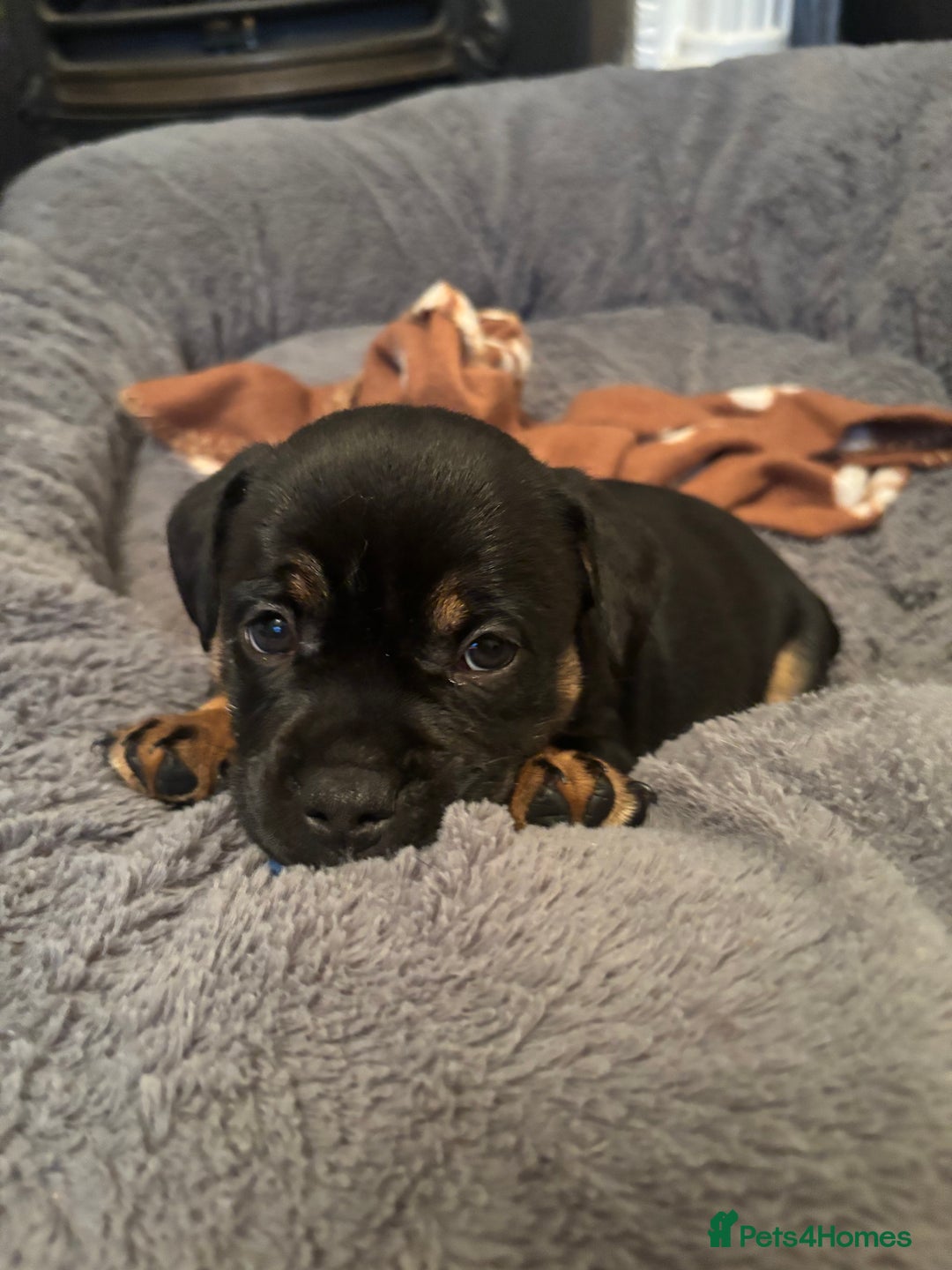 Mixed Breed dogs for sale: Beautiful puppies - Image 5