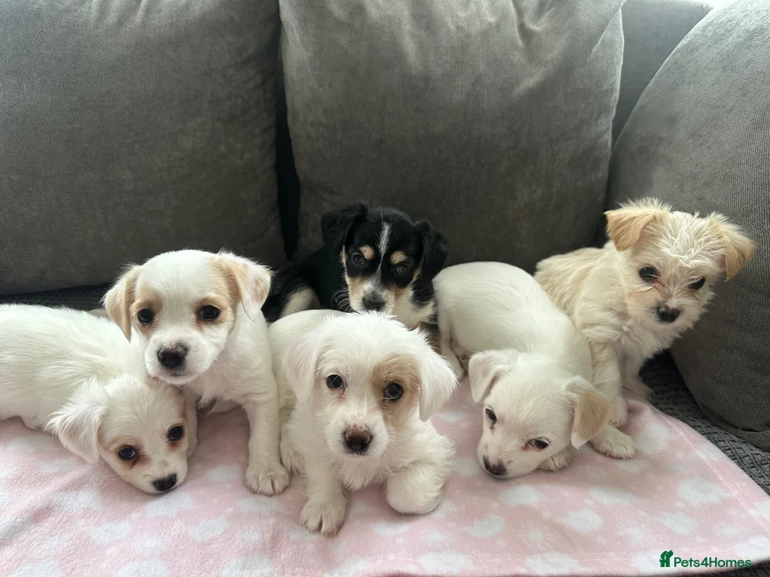 Morkie dogs for sale: morkie puppies - Advert 7