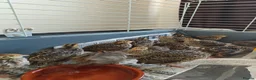Quail poultry for sale: Young unsexed cortunix quails for sale in Leicester - Advert 6