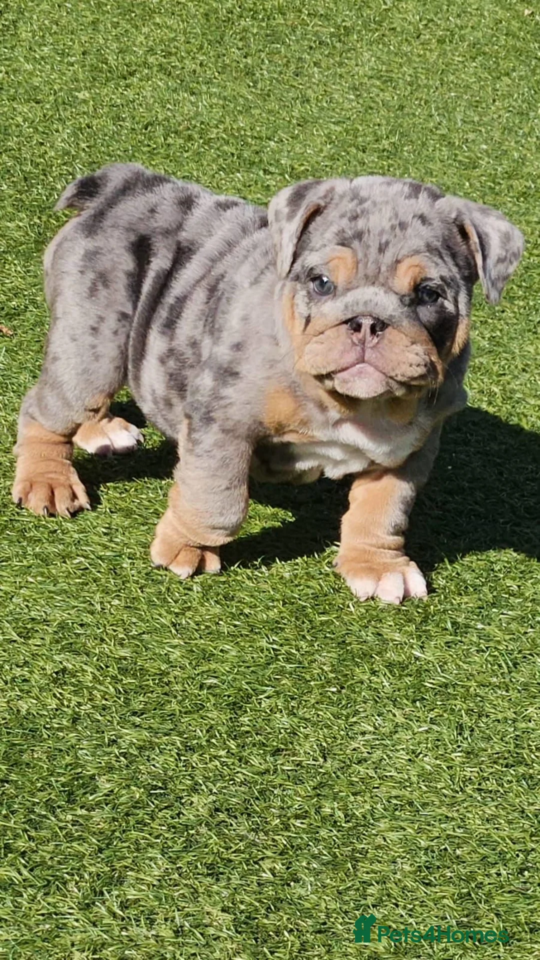 English Bulldog dogs for stud: GELATO 🍧 in Middlesbrough - Advert 6