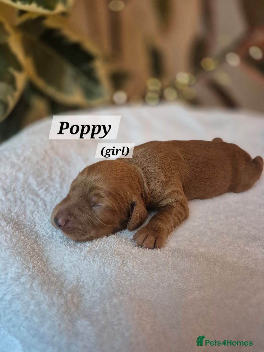 Cocker Spaniel dogs for sale: Beautiful and new - working cocker spaniel puppies - Advert 23