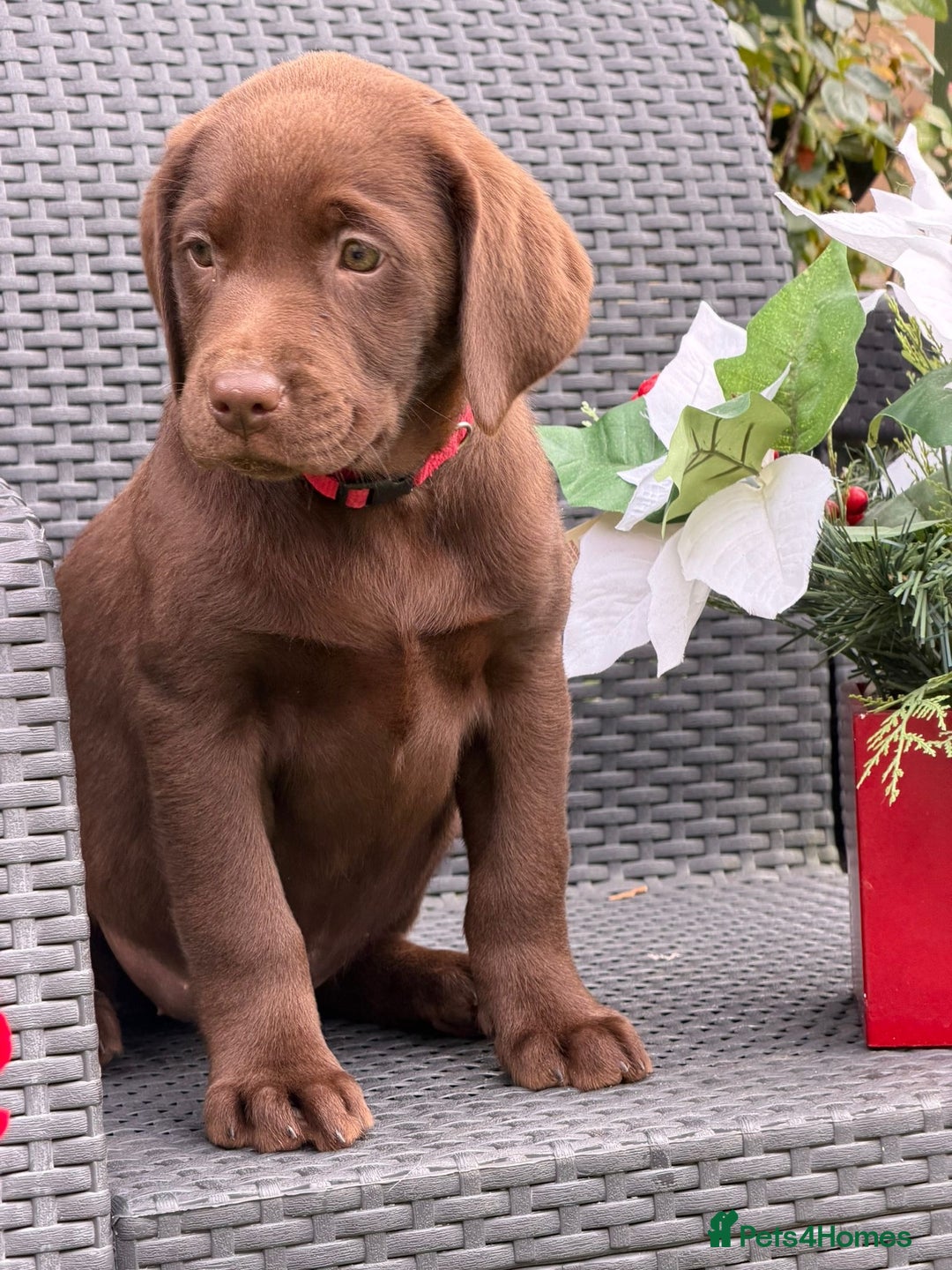 Labrador Retriever dogs for sale: KC CHOCOLATE PEDIGREE LABRADOR GIRL - Advert 19