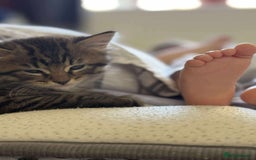 Mixed Breed cats for sale: For Sale: 5 Adorable Male Kittens 🐾 - Image 5