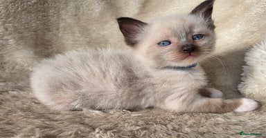 Ragdoll cats - Advert 6