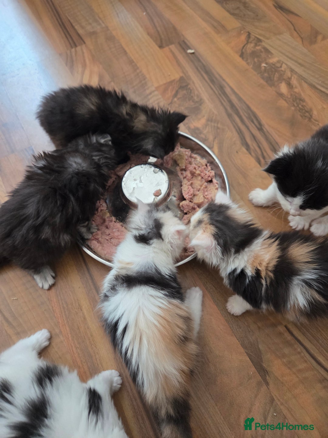 Maine Coon cats for sale: Variety of Maine coon kittens - Image 14