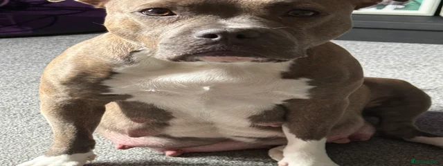 Tilly