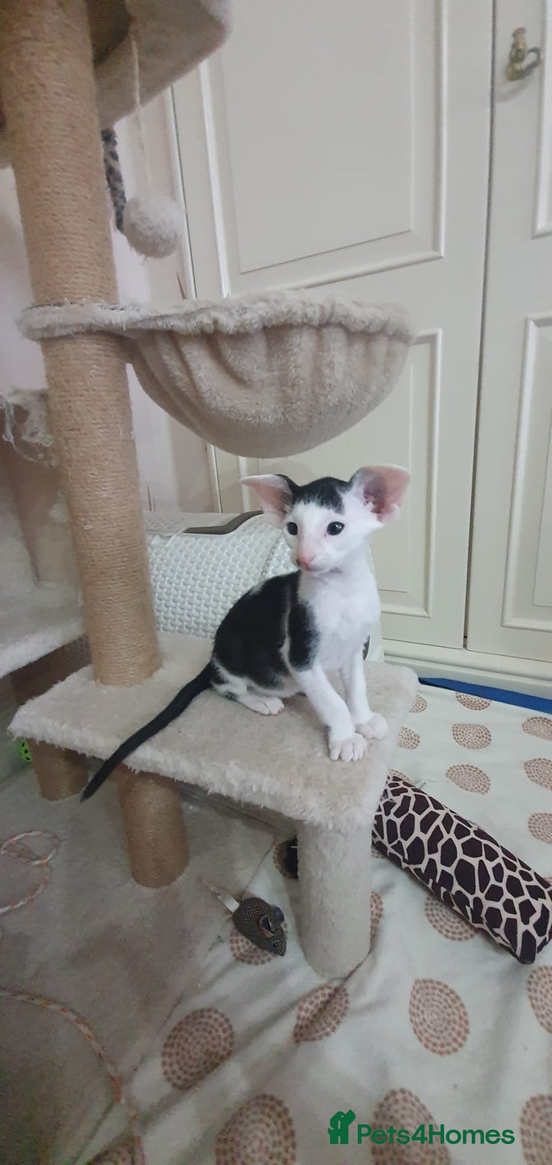 Oriental cats for sale: Beautiful Oriental Kittens for Sale - Advert 36