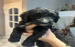 Sproodle dogs for sale: 2 boy pups available - Advert 2