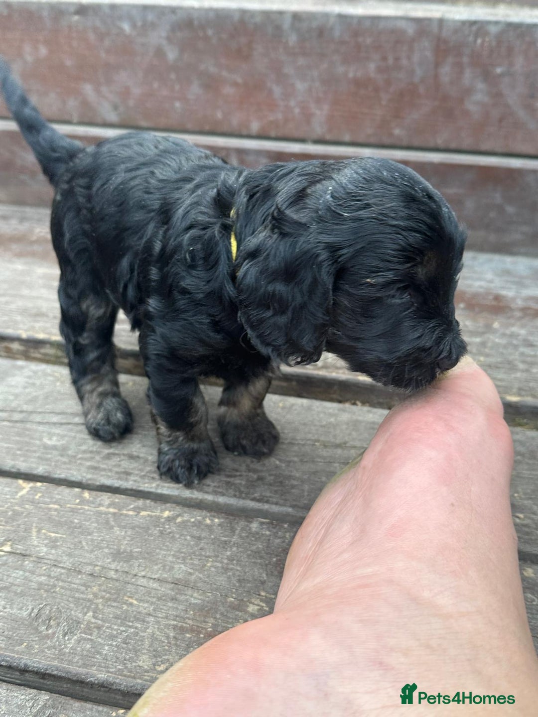 Cockapoo dogs for sale: Stunning cockapoo puppies  - Image 28