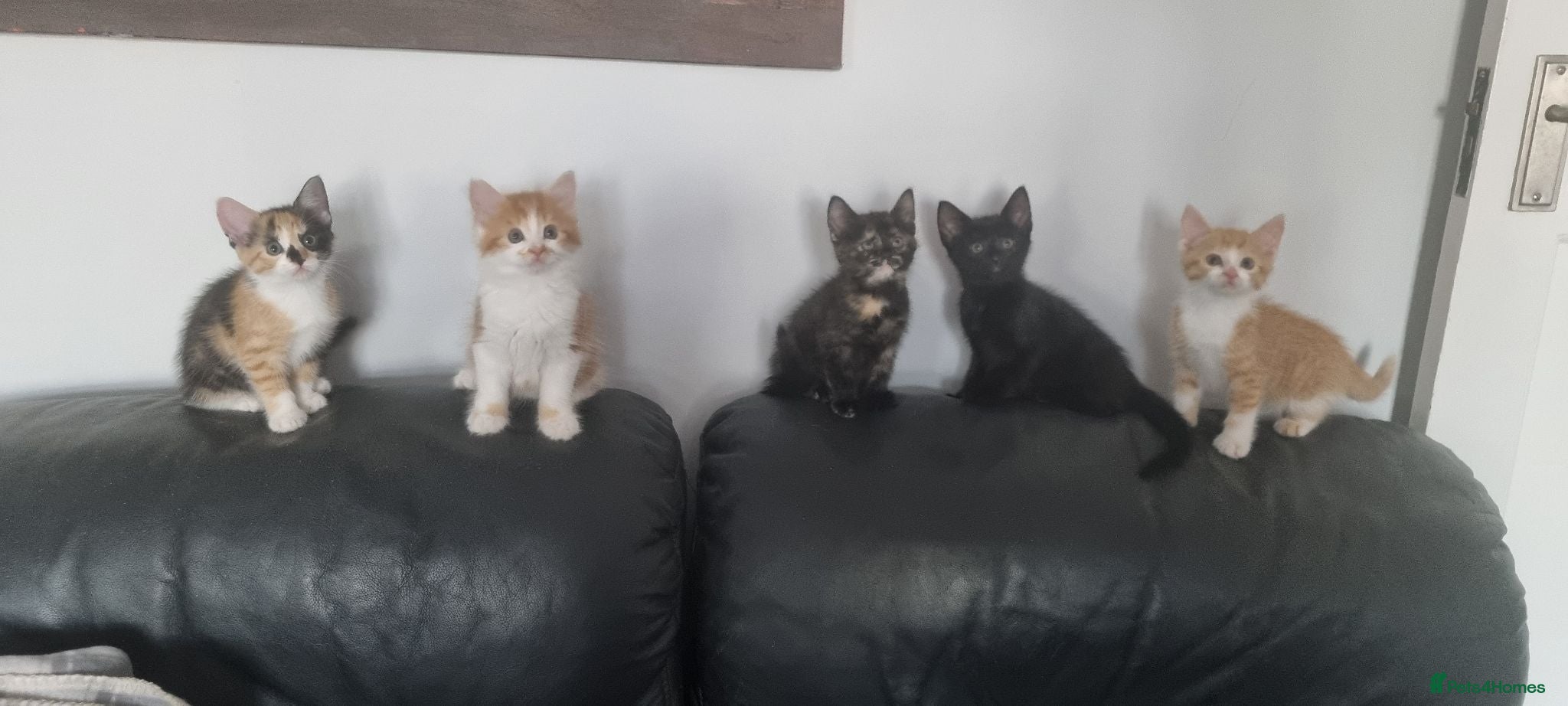 Domestic Shorthair cats 5 Gorgeous Kittens For Sale - Advert 5