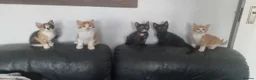 Domestic Shorthair cats for sale: 5 Gorgeous Kittens For Sale - Advert 1
