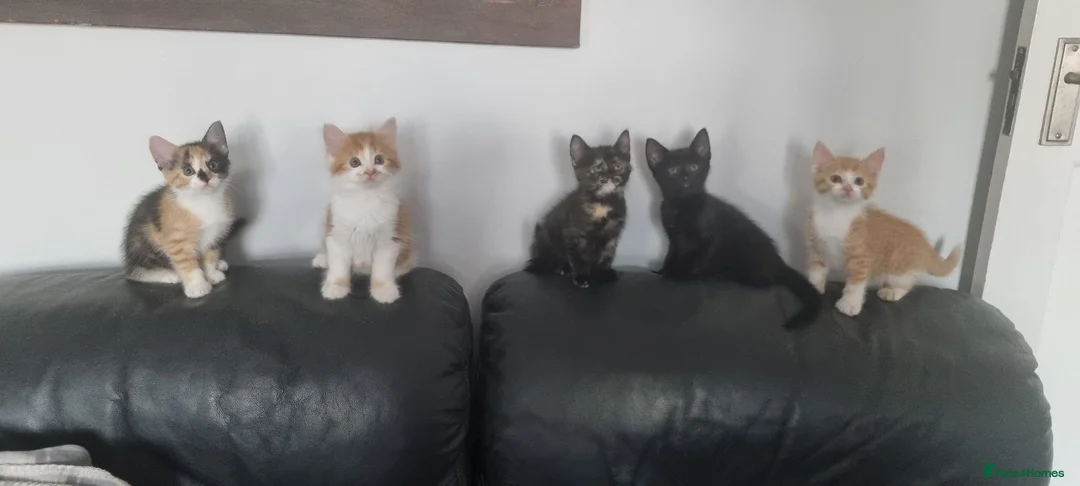 Domestic Shorthair cats for sale: 5 Gorgeous Kittens For Sale - Advert 1