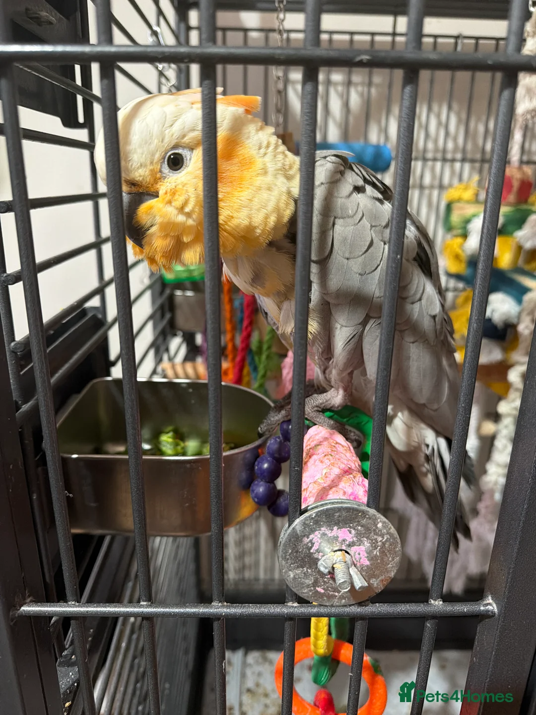 Cockatoo birds for sale: Cockatoo/gala mix - Advert 2