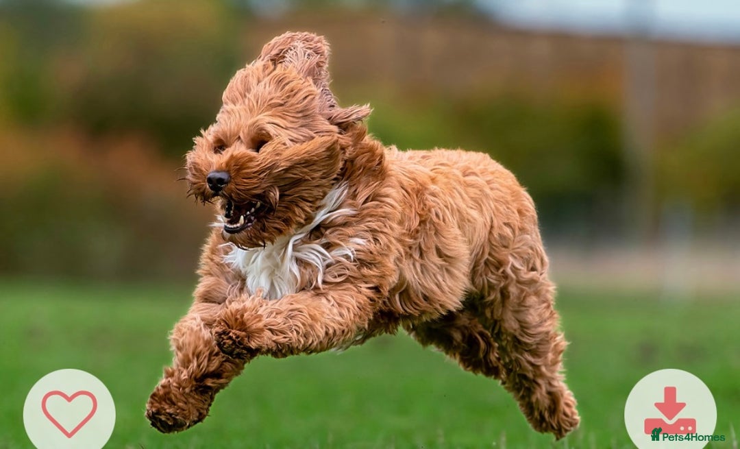 Mixed Breed dogs for sale: Authentic Annetteslabradoodles/Cobberdogs - Advert 6