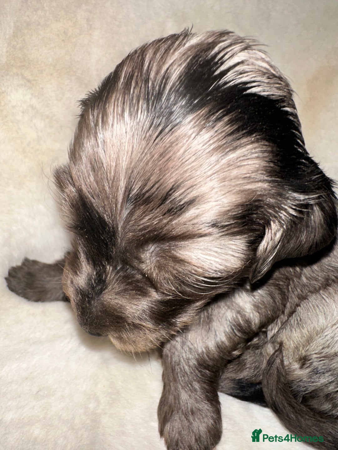 Cockapoo dogs for sale: Stunning cockapoos - Advert 9