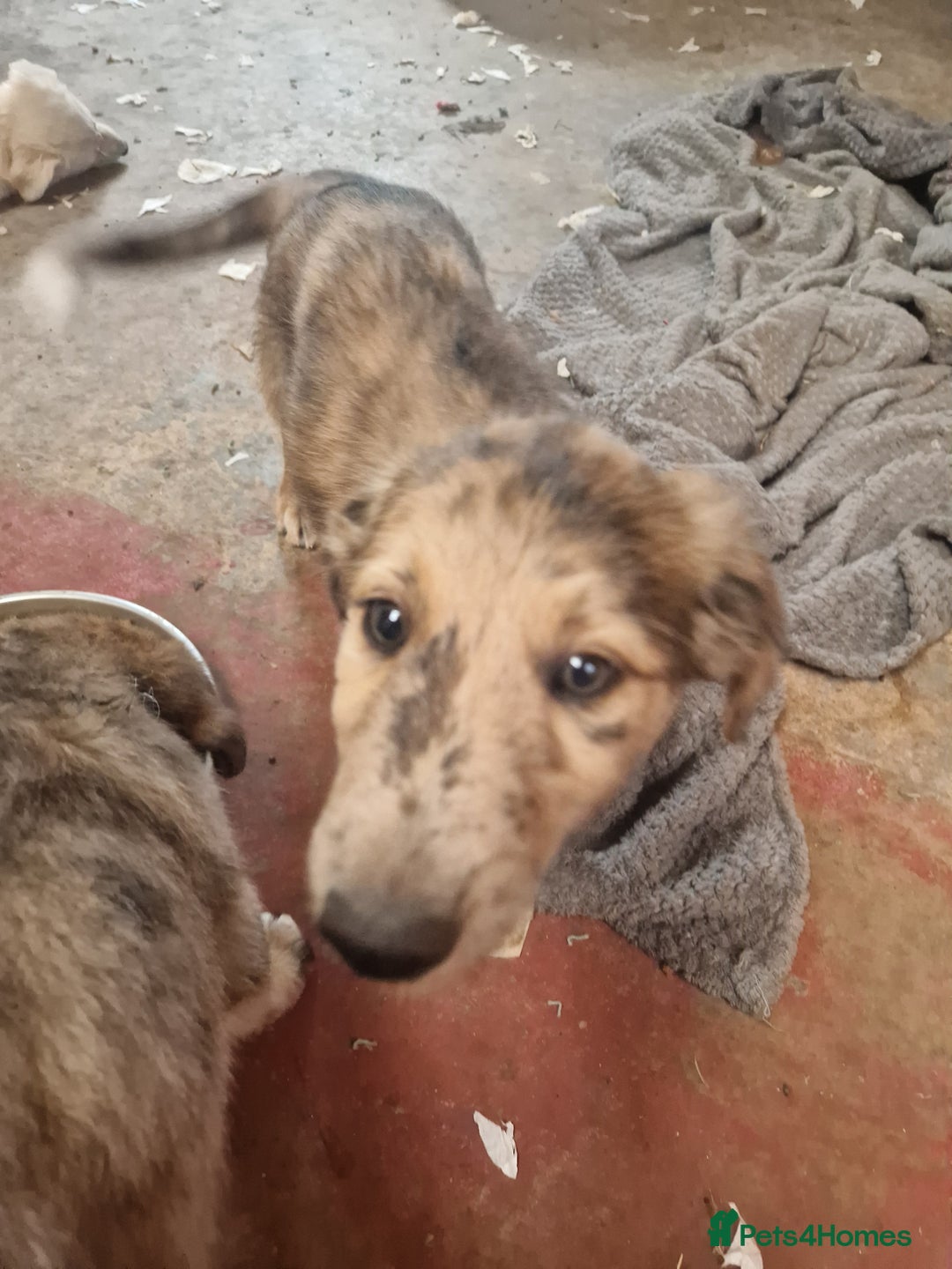 Mixed Breed dogs for sale: Stunning rough coated lurchers - Image 13