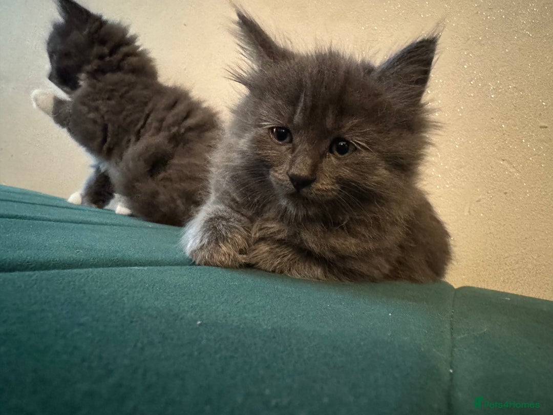 Ragdoll cats for sale: Beautiful ragdolls for sale  - Image 4