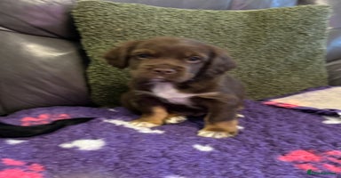 Mixed Breed dogs - Advert 13