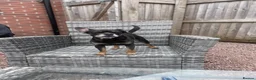 Mixed Breed dogs for sale: Bertie  - Advert 7