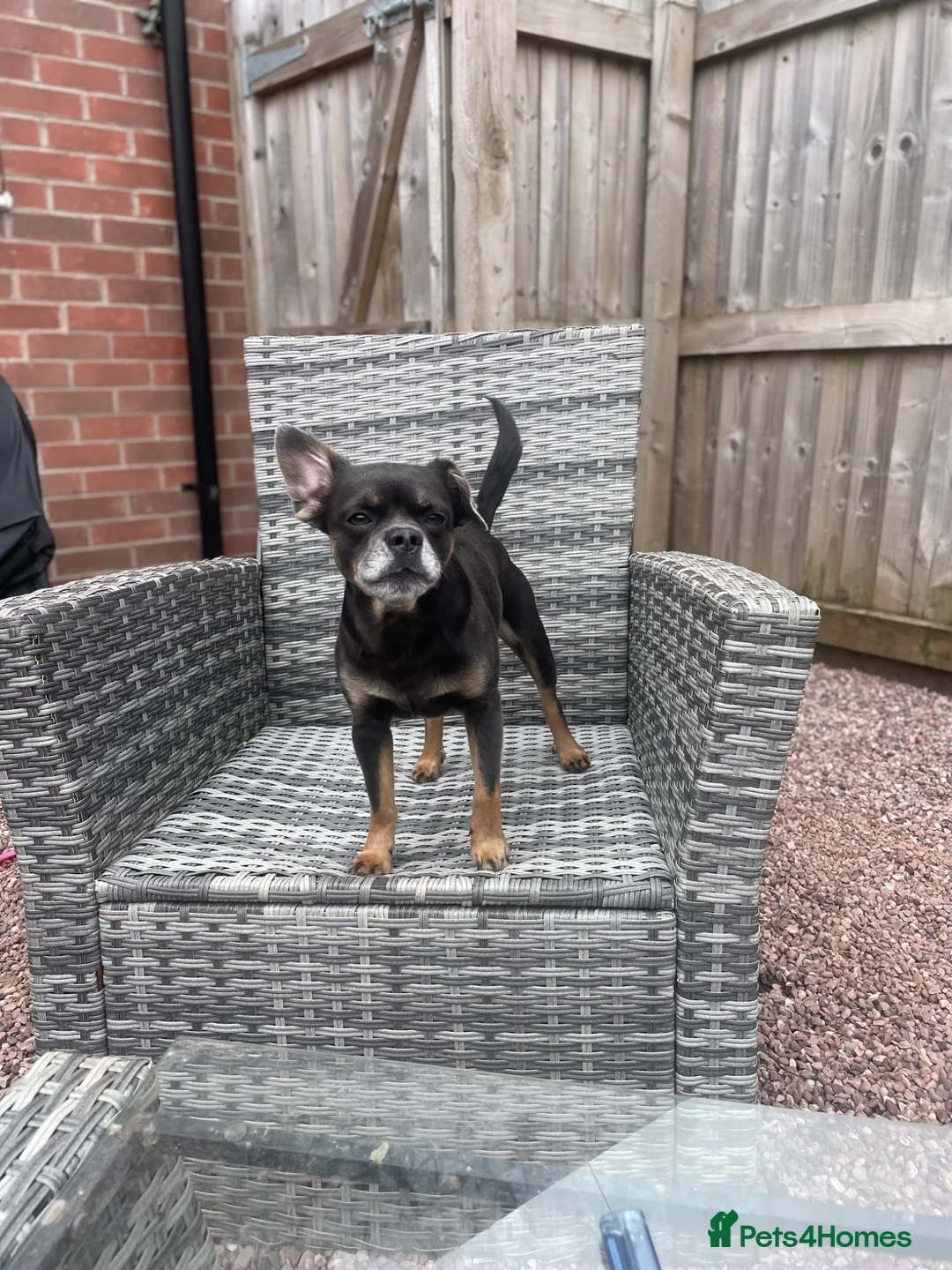 Mixed Breed dogs for sale: Bertie  - Advert 7