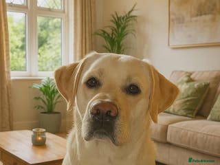 Labrador Retriever dogs KC Reg Health Tested Stud Dog in Ayr - Advert 3