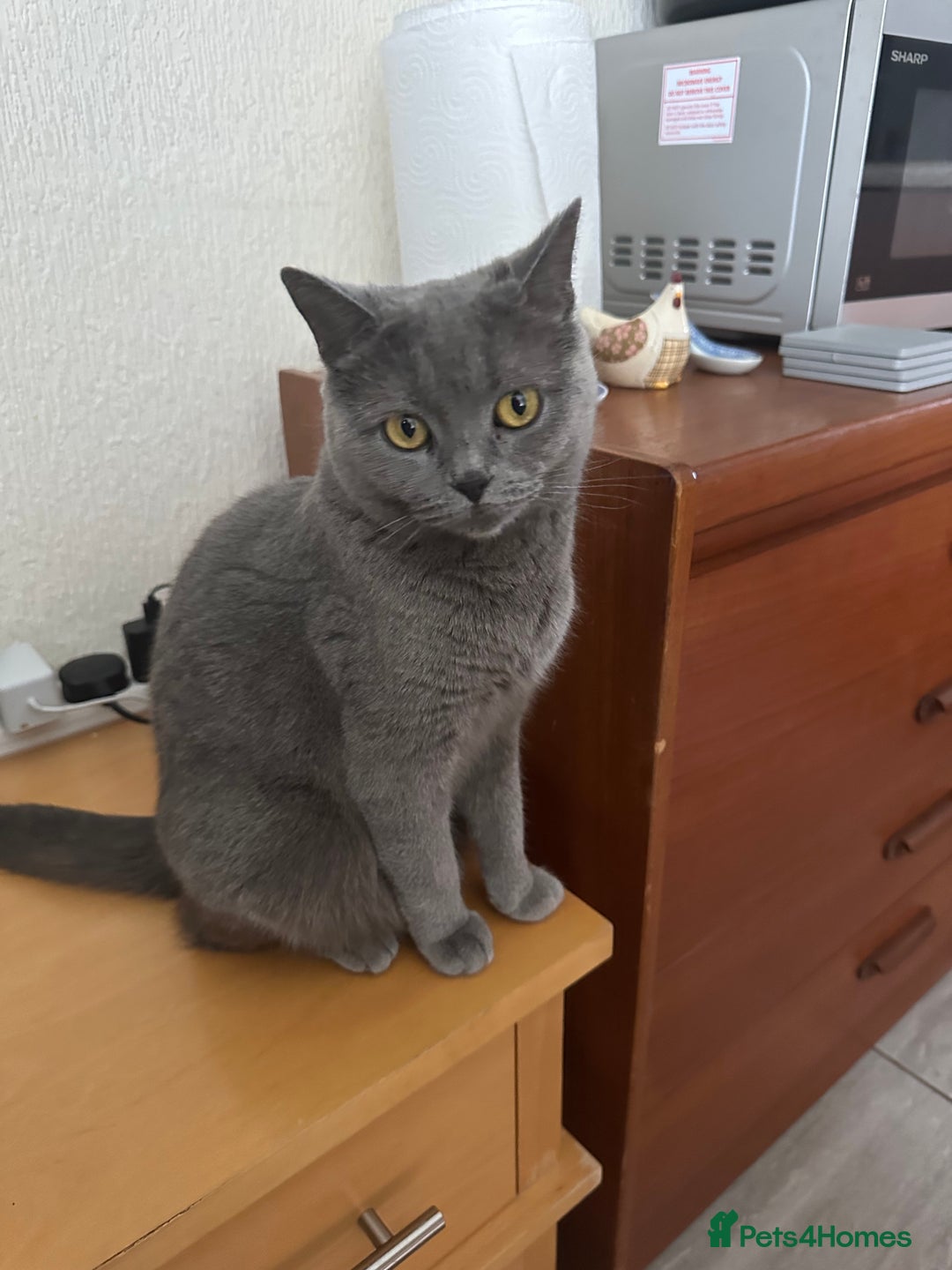 Scottish Fold cats for sale: Scottish fold - Advert 3