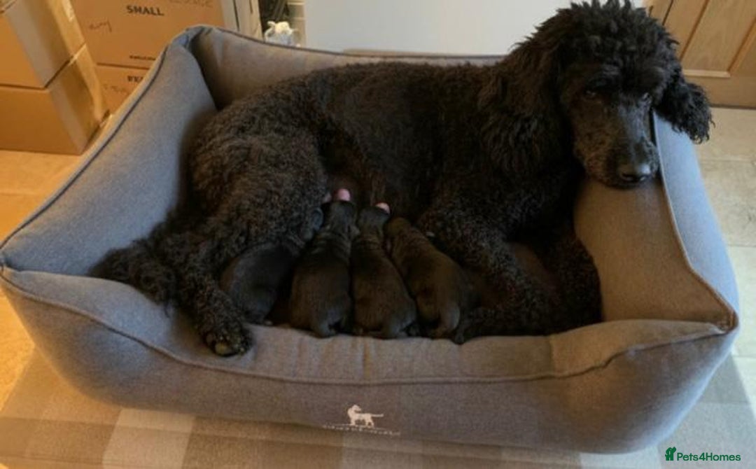 Cockapoo dogs for sale: Cockapoo Puppies - Advert 9