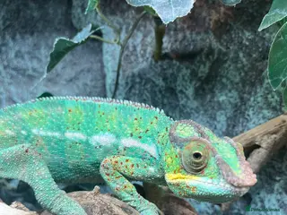 Chameleon reptiles Super Tame Panther Chameleon - Nosy Be - Advert 2