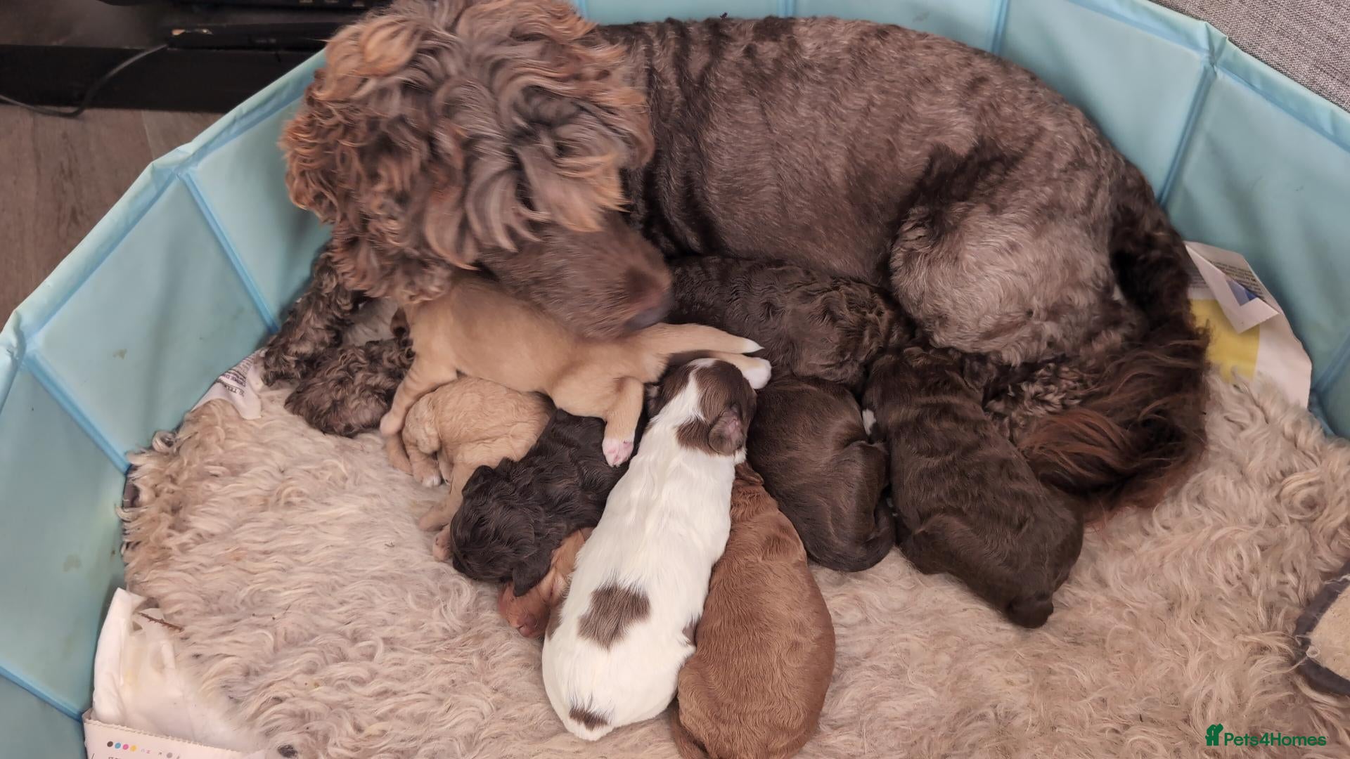 Mixed Breed dogs quality puppies for sale - Advert 2