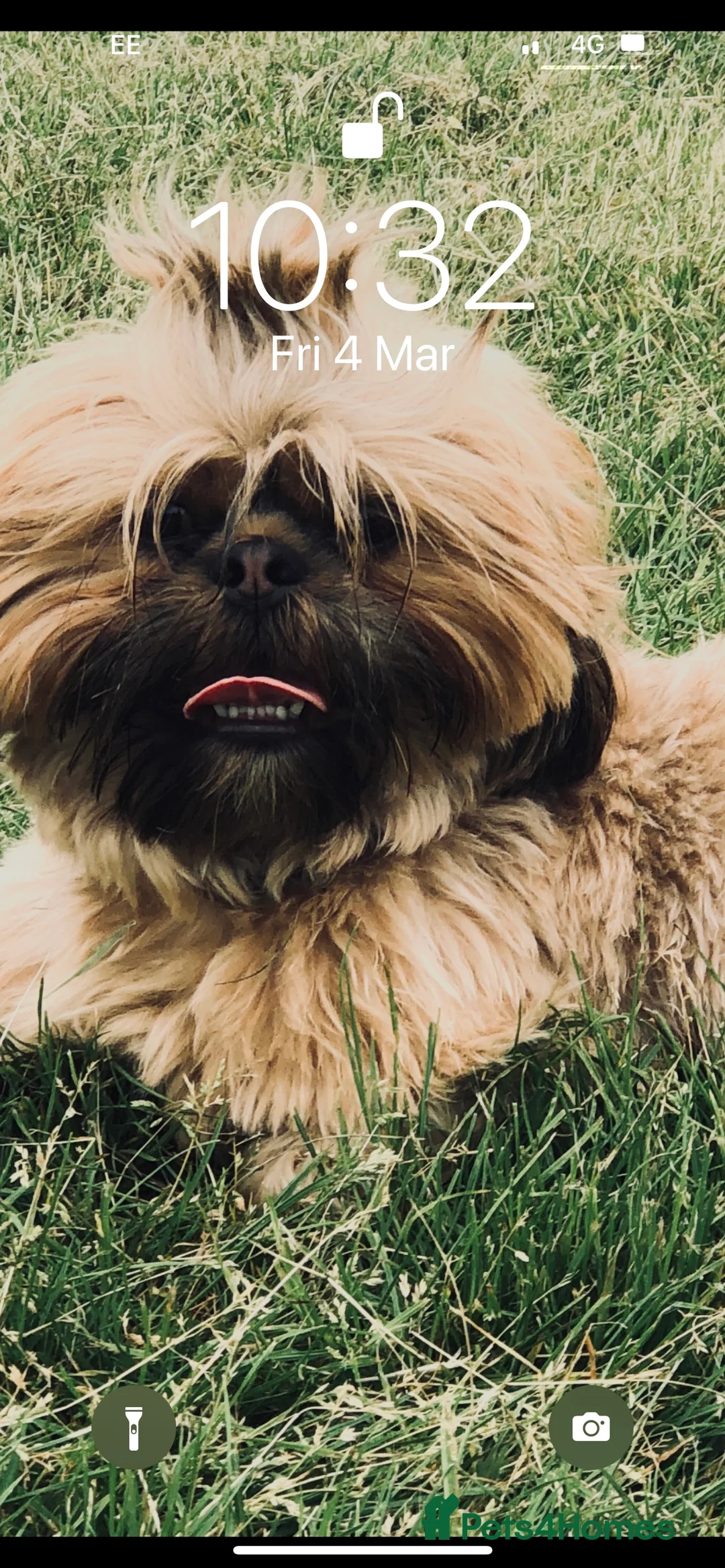 Shih Tzu dogs for stud: Shih tzu stud not for sale  in Glasgow - Advert 2