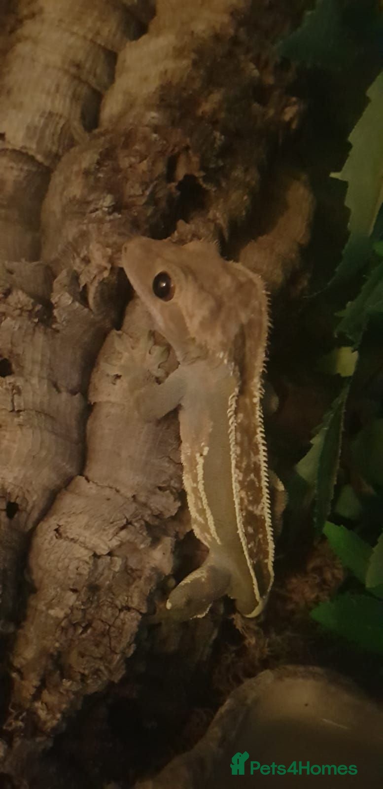 Lizard reptiles Crested gecko with setup - Advert 1