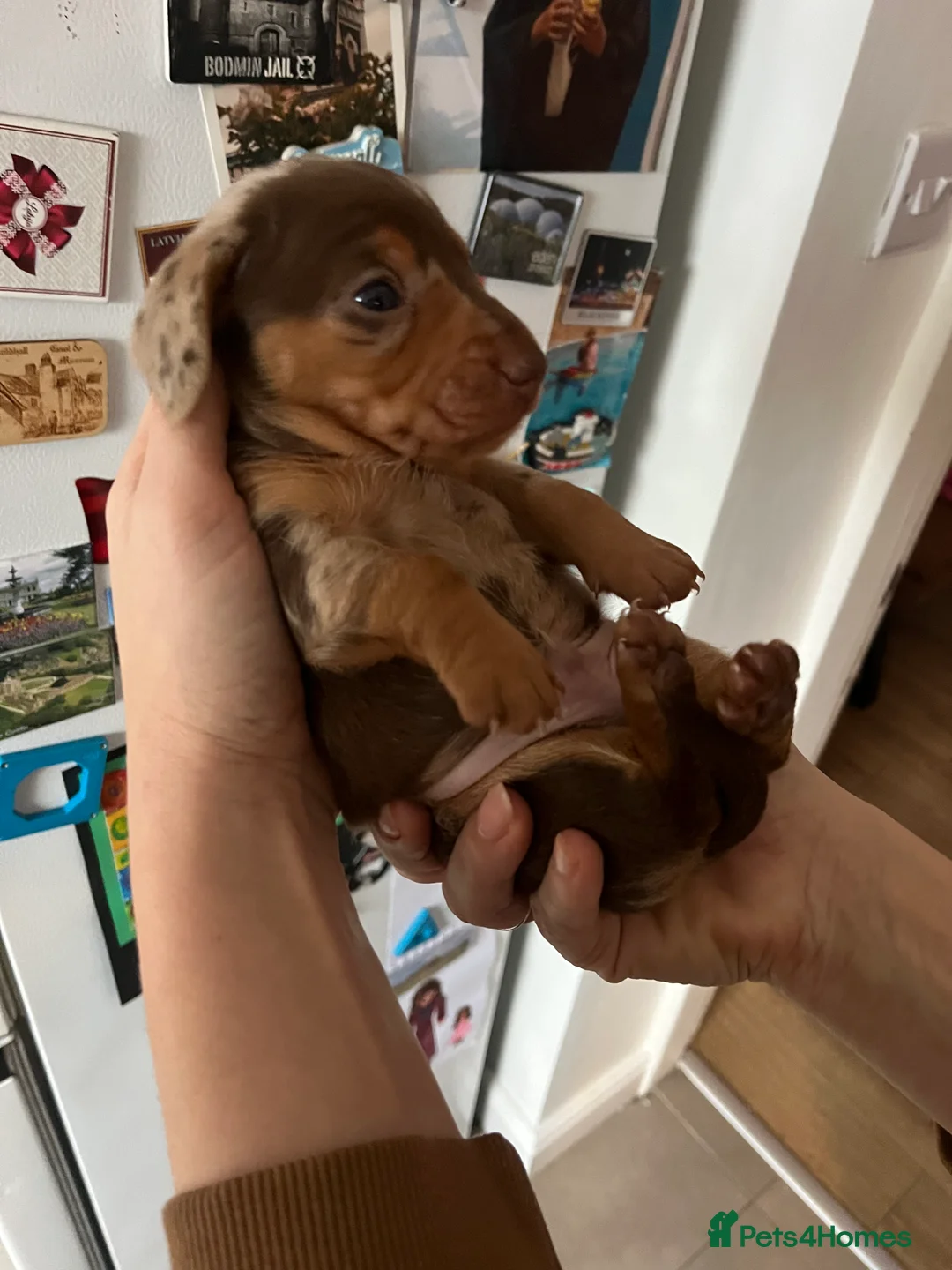 Miniature Dachshund dogs for sale: Miniature dachshund (short haired) - Advert 21