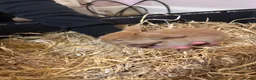 Mini Lop rabbits for sale: Ginger Mini Lop Baby in Dunblane - Advert 7