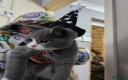 Mixed Breed cats for sale: Beautiful British Shorthair Cross  - Image 18