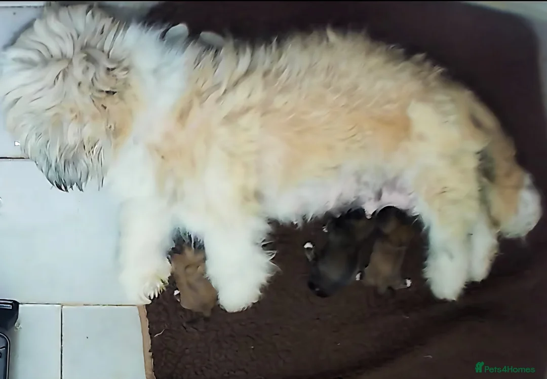Shih Tzu dogs for sale: Adorable shih tzu pups for sale - Advert 1