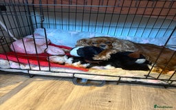 Cavalier King Charles Spaniel dogs for sale: Merlin kennel club Heath tested stunning Tri - Image 4