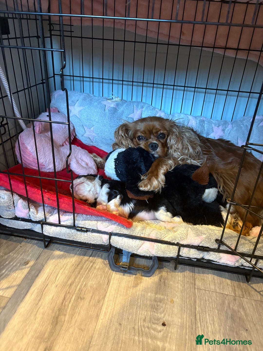 Cavalier King Charles Spaniel dogs for sale: Merlin kennel club Heath tested stunning Tri - Image 4