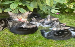 Mixed Breed cats for sale: Stunning tabby kittens  - Image 14