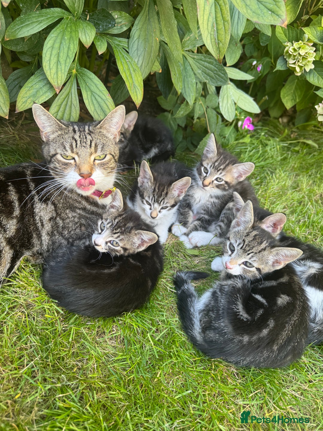 Mixed Breed cats for sale: Stunning tabby kittens  - Image 14